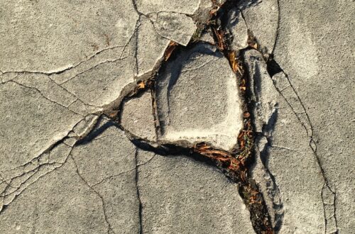 seeds in concrete cracks